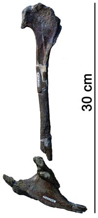 Pubis-2-Benson_Mar-2010.jpg