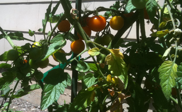 orange-toms.jpg