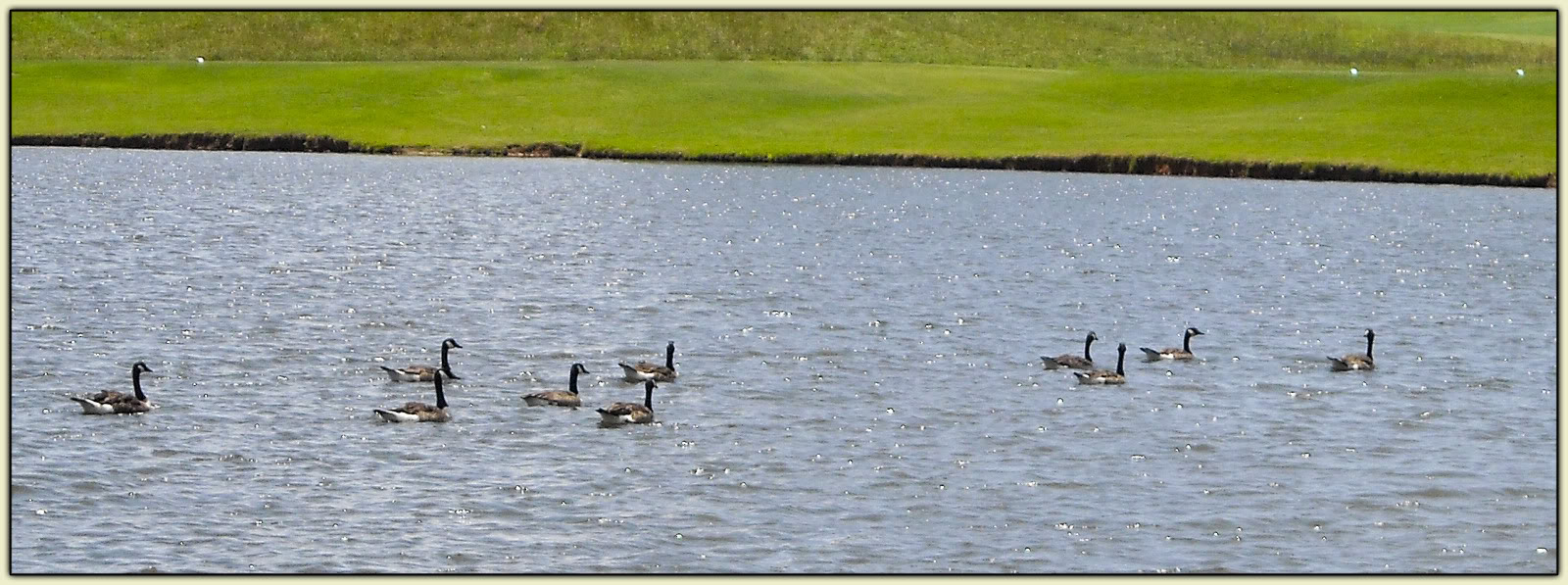 Golfy Geese