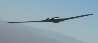 BERJAYA