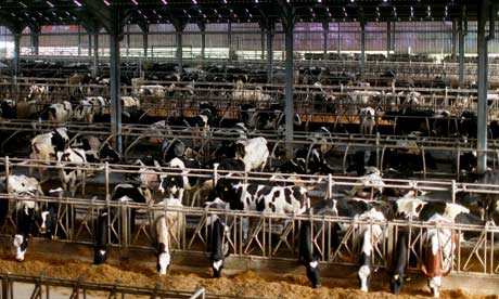 Cows-at-diary-farm-006 BERJAYA