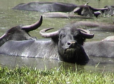 Water_buffalo BERJAYA