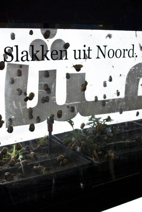 snail farm BERJAYA