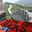Cn-be-greatwall3_small