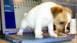 PissingDog.jpg