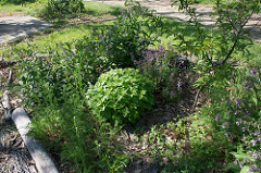 Food Forest!