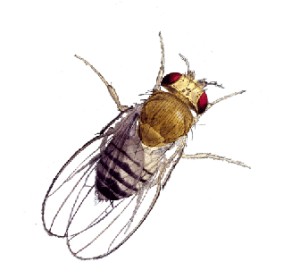 fruitfly21
