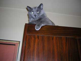 FridayCat1.jpg