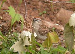 Chipping Sparrow