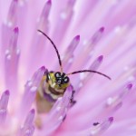 SLH_bugshot_4