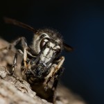 bald face wasp