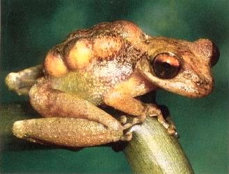 PygmyMarsupialFrog