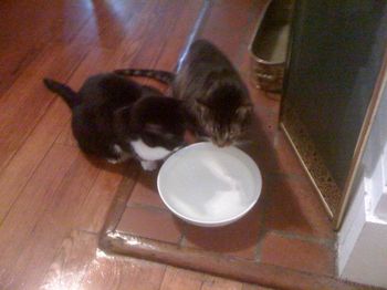 Drinking Buddies