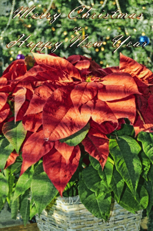 Christmas 2011 Card 4
