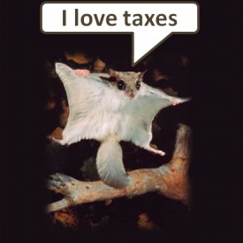 Liberal Flying Squirrel BERJAYA