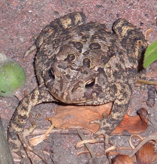Toadclose