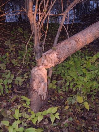 Beavertree2