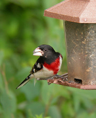 Rose-breasted Grosbeak