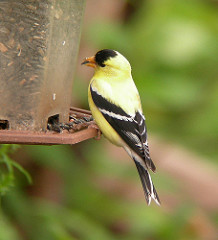 Goldfinch