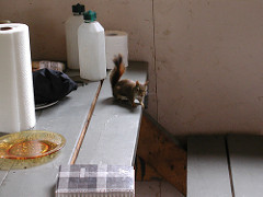 Dinner Guest