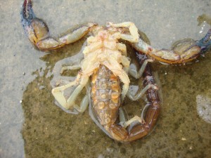 dead scorpion