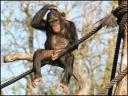 Monkey boy
