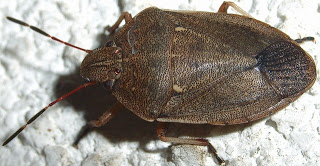 BERJAYA