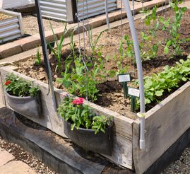 Not afraid of a little dirt? You've come to the right place. Get your garden growing.