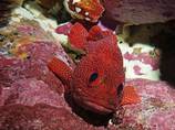 Strawberry cod