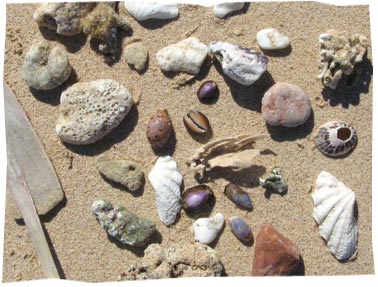 Shell Arrangement Shell Arrangement