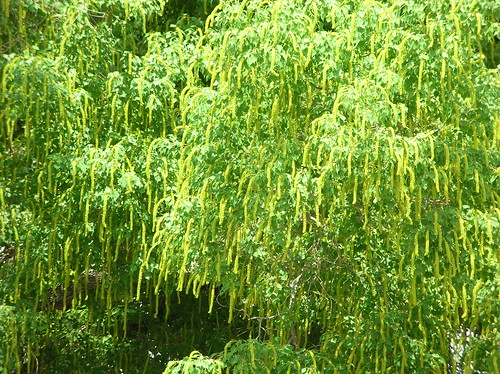 Pollenating tree