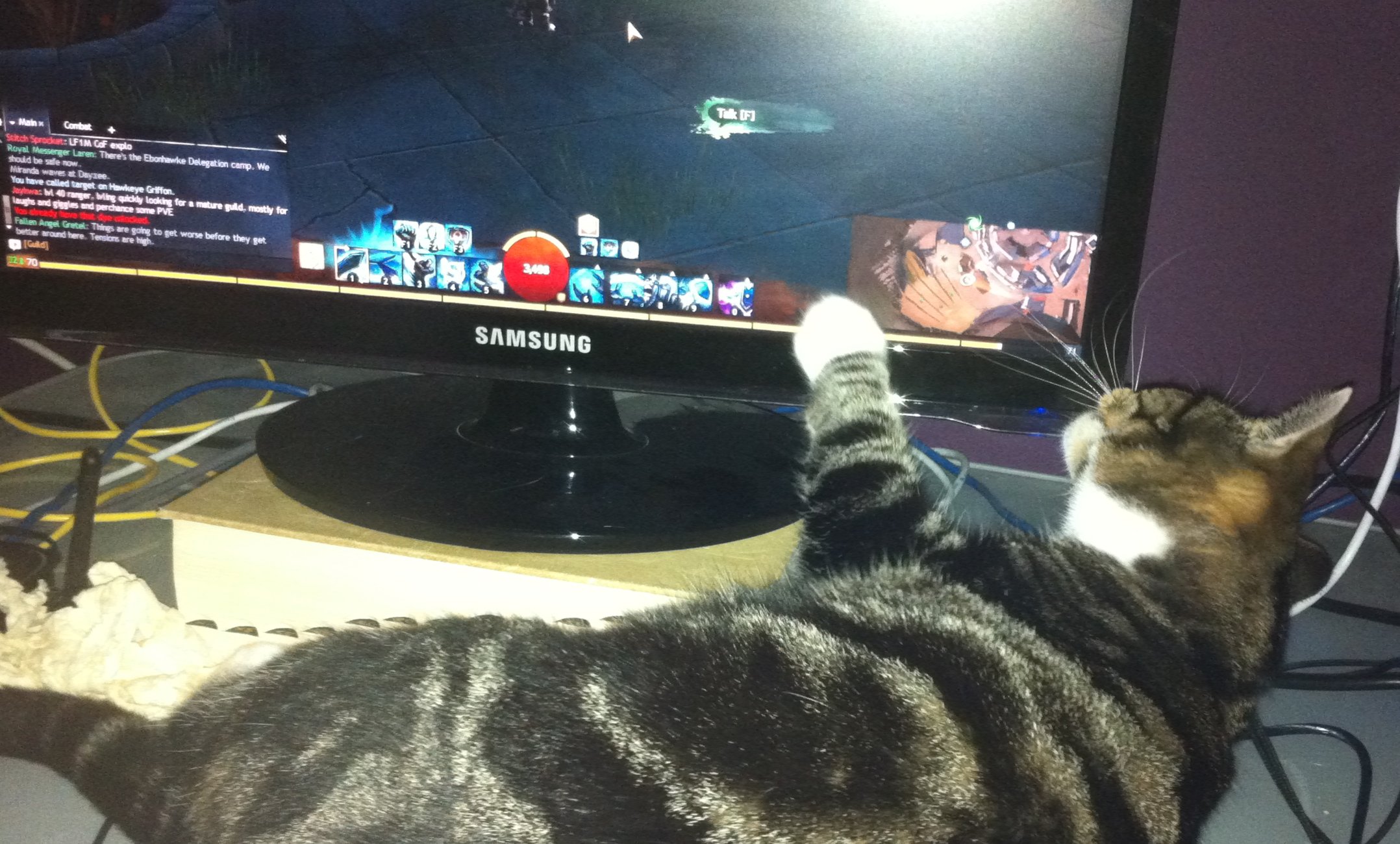 Cat paws at GW2screen