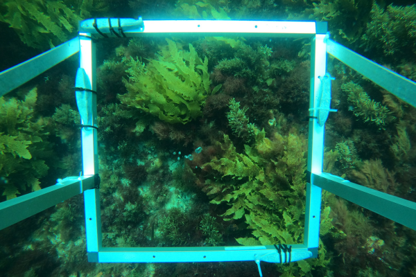 Diving Deeper: How AI is helping to map the way Western Australia protects its sea floor