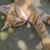 babycat