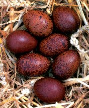 BERJAYA