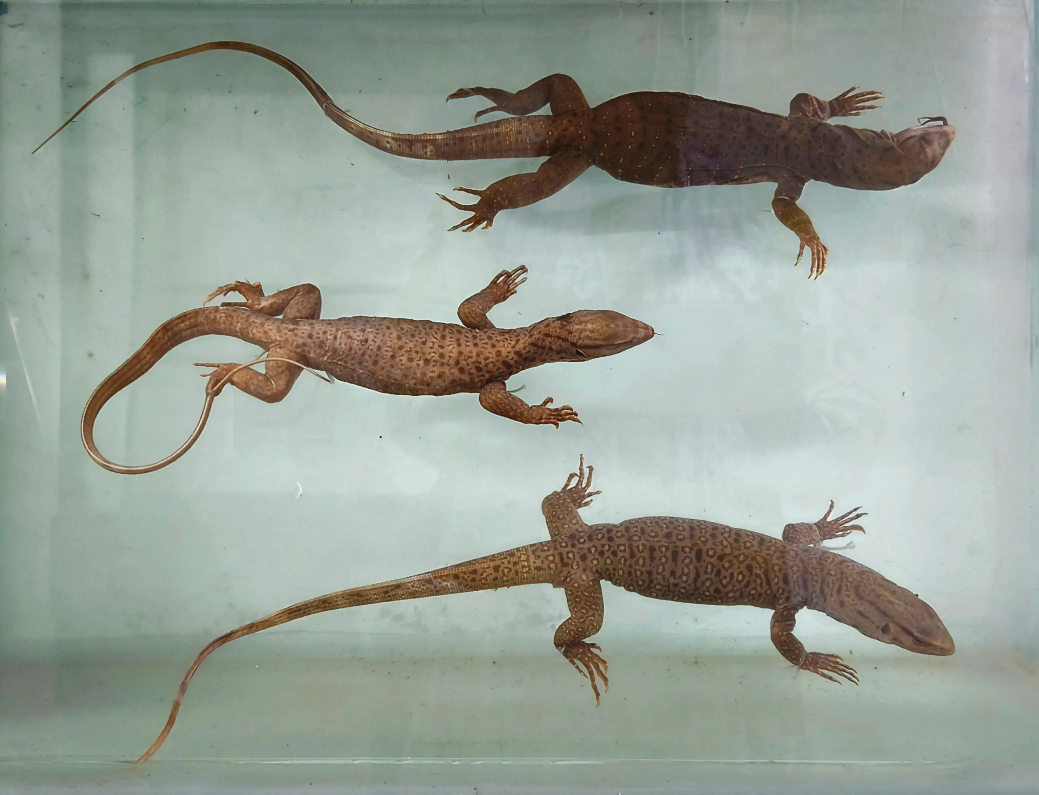 BERJAYA
