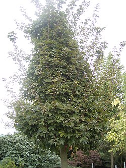 BERJAYA