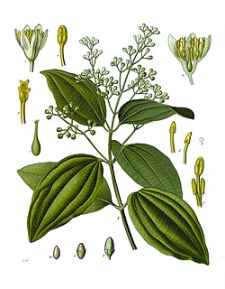 BERJAYA