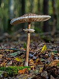 Macrolepiota procera, stack of 15 frames