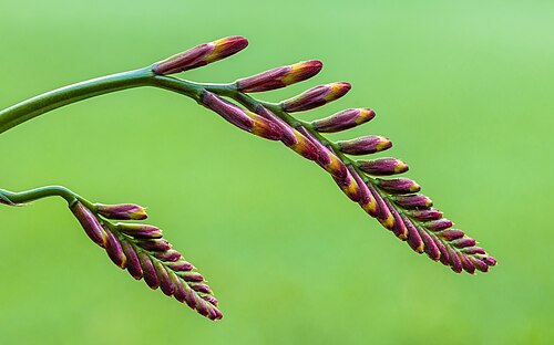 Ontwikkelende blomknoppe van 'n Crocosmia × crocosmiiflora, saamgestel uit 54 foto's.