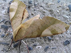 BERJAYA