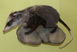 BERJAYA