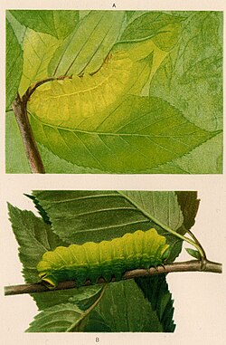 BERJAYA