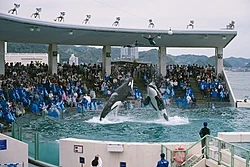 鴨川シーワールドのシャチパフォーマンス