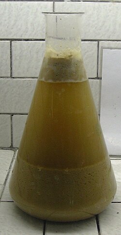 BERJAYA