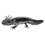 prabhatnegione profile image
