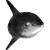 michael_bhavel profile image